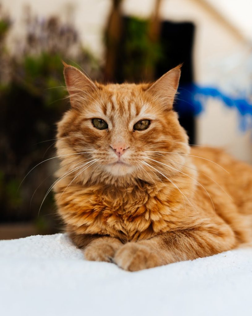 pexels-photo-31458659-31458659 A charming ginger cat with fluffy fur relaxing outside on a sunny day, displaying a calm demeanor.